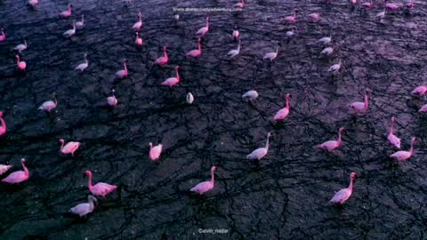 Flamingoes Near Mumbai, India