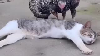 Funny and Cute Cats Videos #8