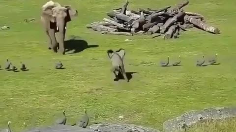 Special Mocking Bird Plays With Baby Elephant ' Catch Me If U Can ' Game