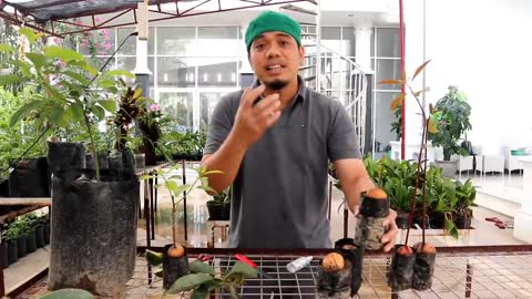 How to Grow Avocados in Pots From Seeds for Fast Fruit Production, Complete Guide .. !!