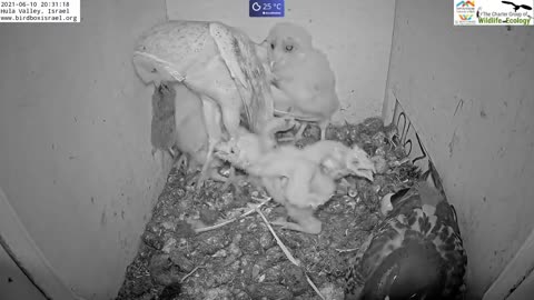 Must watch the dramatic ending.Pigeon lays egg in active barn owl next to 7 barn owl nestling.