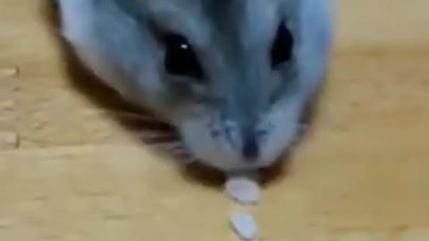 🤣Hamster Pacman | Funny & Cute Animals 😇