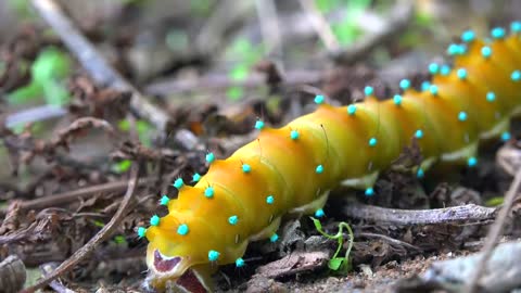 Colorful caterpillar crawling in the ground