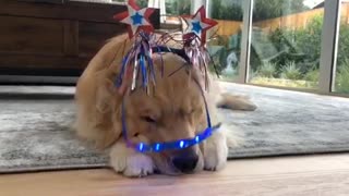 Golden Retriever not thrilled with super cute outfit