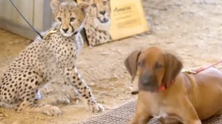 A cheetah cub and a puppy make friends