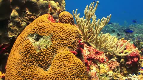 sea ​​coral