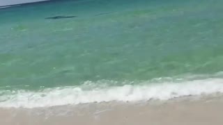 Four Manatee swim by the beach in Destin FL