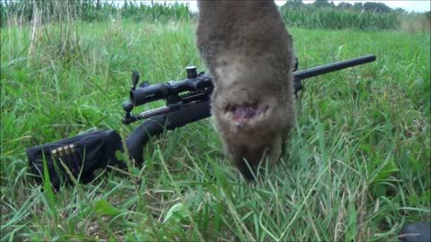 Groundhog Hunt 29 .243 savage 12 LRP