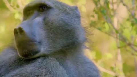 Savage Nature Unleashed! Watch in Awe as a Baboon Devours a Baby Impala Alive
