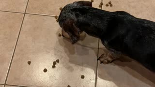 Wiener Dog Vaccum Cleaner