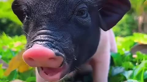 Piglet