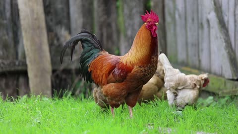 Hen and Roosters CROWING LOUDLY! A Great Morning Alarm Wake Up Call!Hen