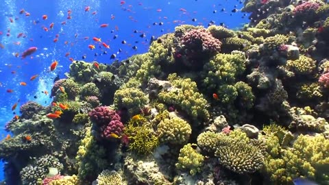 Fundo do Mar Vídeos Da Natureza Aquàtica
