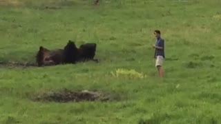 Man Runs From Charging Bison In National Park