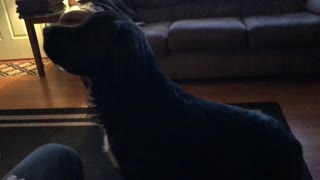 Dog did all the tricks he knows just to get a treat