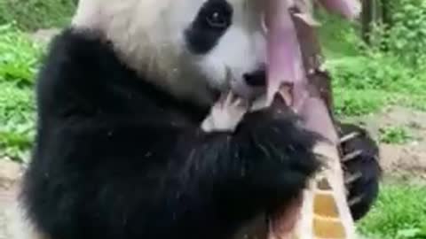 Panda cutting trees 🌲🌳🌴