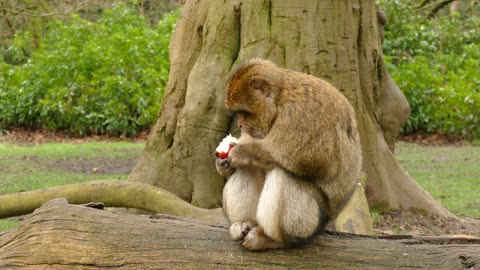 A monkey eating a funny apple