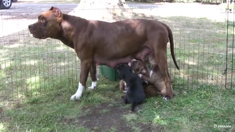 Pitt Bull Growls and Snaps at Her Puppies! (In HD)