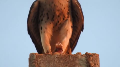 Attention: Hawk devouring gecko