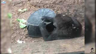 I’m hungry,baby Gorilla funny reactions in toronto zoo