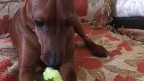 Brown dog eats cucumber on floral chair