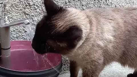 When your Cat likes to drink water from the tap, you make one just for him