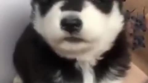 cute baby sibarian husky howling cute!!!!!