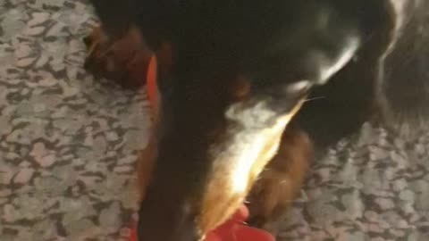 Dachshund try to protect his toys