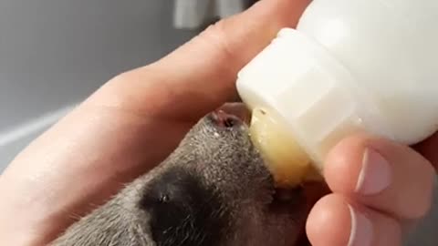 Koopur-our pet raccoon-Baby bottle goodness!