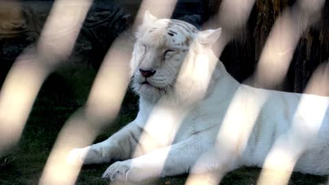 White tiger resting on a rock