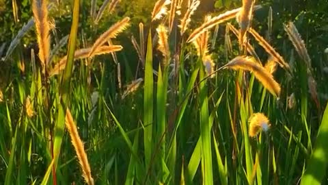 Setaria in the sunset