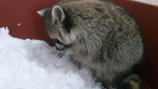 Raccoon digs snow and eats snacks.