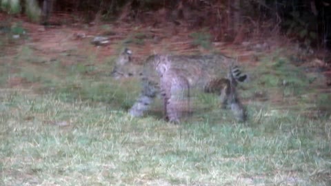 Young baby bobcat can't find mom