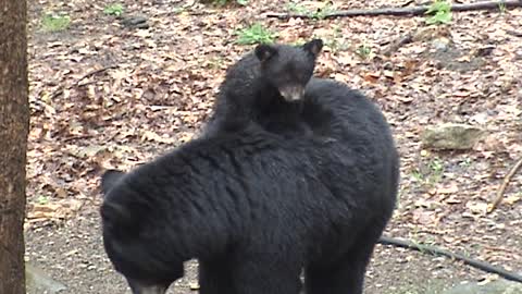 Black Bear Cub Rides On His Mom's Back In The Rain