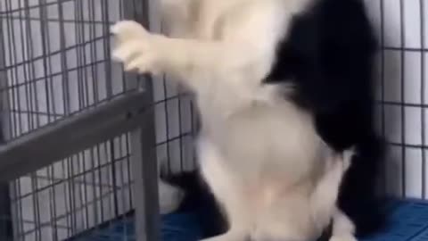 Funny Dog playing,funny