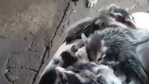 Baby Opossums Ride on Dog's Back