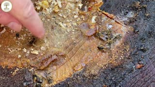 Propolis Envelope Inside a Honeybee Log Hive