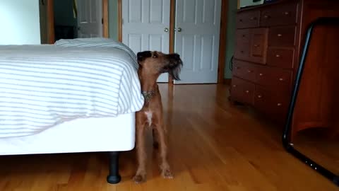 More Irish Terrier Boden and his goats