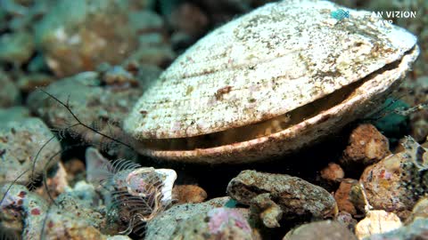 Close Up Footage of the Poison Ocellate Octopus