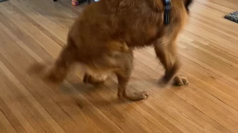 Energetic Golden Spins in Excitement After Walk