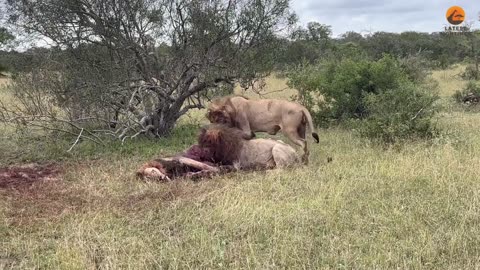 I've seen lion on lion brutality before