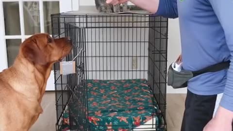 #fyp #viral Q #trend play time dog and cat having funny