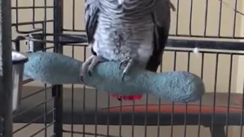 The phone rings...(Animal parrot Funny video)