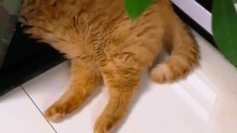 FunnyCatsToday，Funny Fat Cat You Might Never See Before, part13