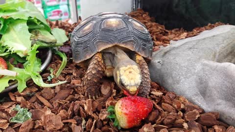 Baby Tortoise Eats A Strawberry