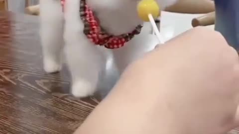 Cat eating like pop