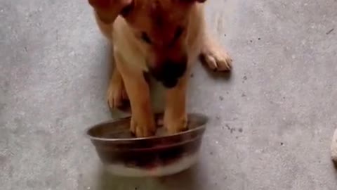 Cute puppy want Food Now_Hungry Time of Cute Dog