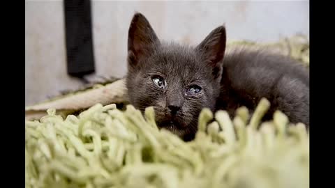 Cute black cat , you surely love it .