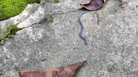 Snake walk on park pool