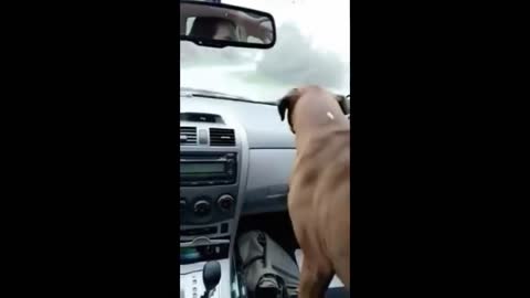 Funny Dog Amused with Wipers | Must Watch !!!